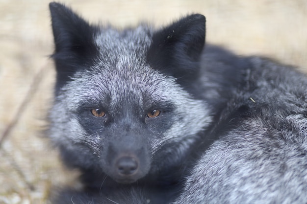 Silver fox close up at the zoo.