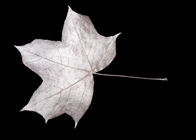 Silver leaves isolated on black background