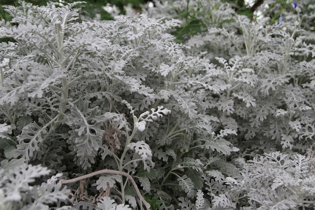 Silver ragwort is gray plant