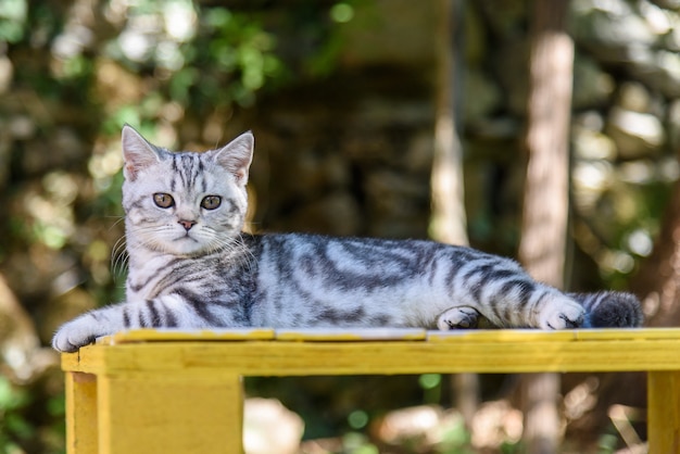 Silver Scottish Straight Cat