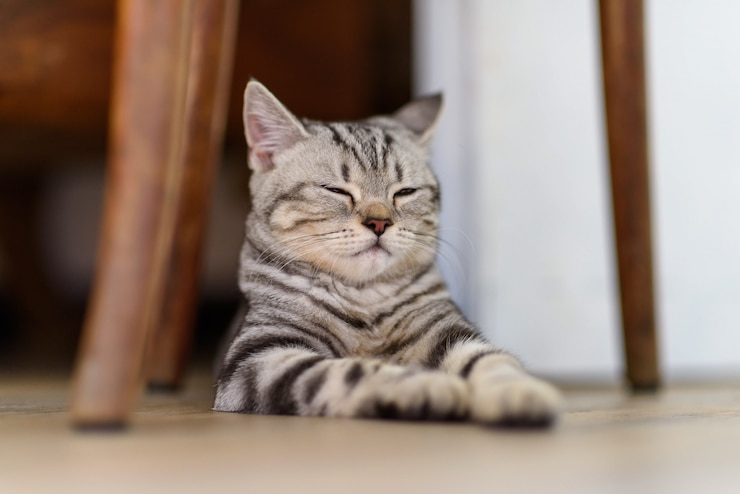 Photo シルバースコティッシュストレートキャット