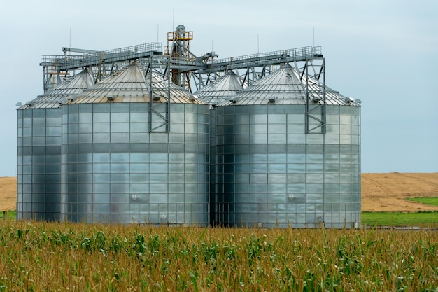 Silver silos on agro manufacturing plant for processing drying cleaning and storage of agricultural products flour cereals and grain Large iron barrels of grain Granary elevator