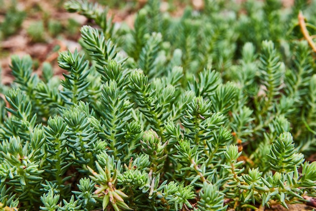 Silver Stone low groundcover plant background asset