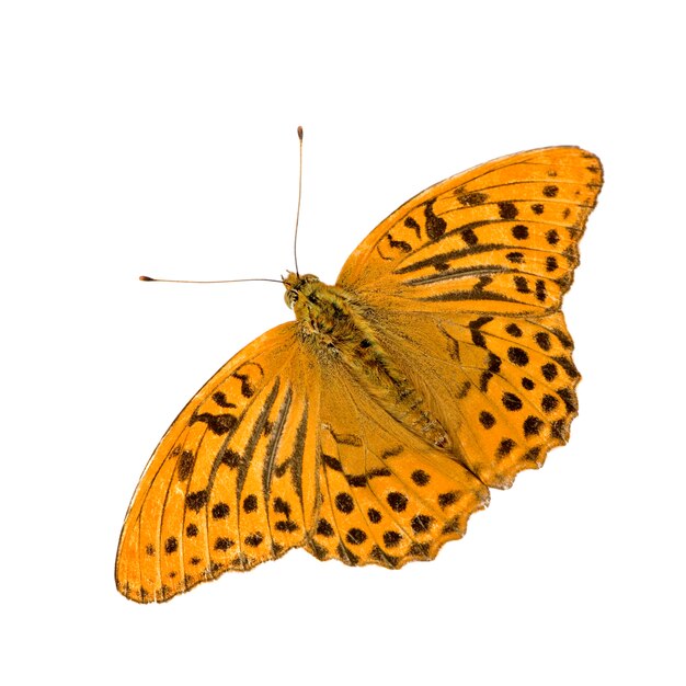 Photo silver washed fritillary butterfly on white