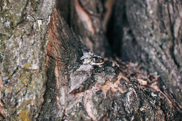 Silver wedding rings lie in a deleted old tree