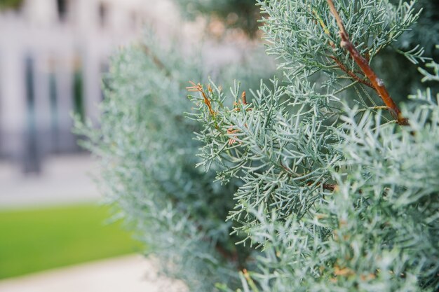 Silver-white leaves close-up on the background of a public park.