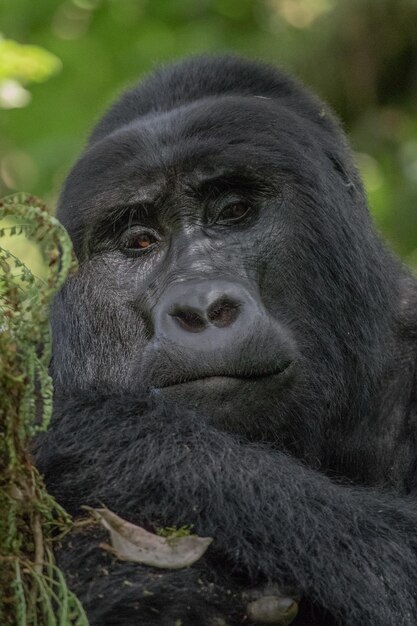 A silverback mountain gorilla in a rainforest in rwanda