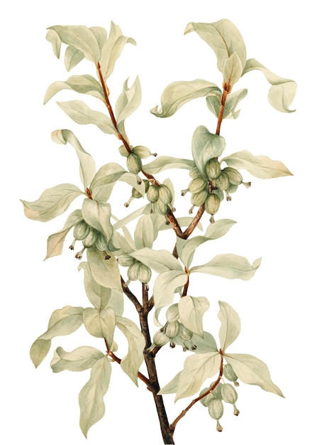Silverberry fruit png botanical illustration watercolor