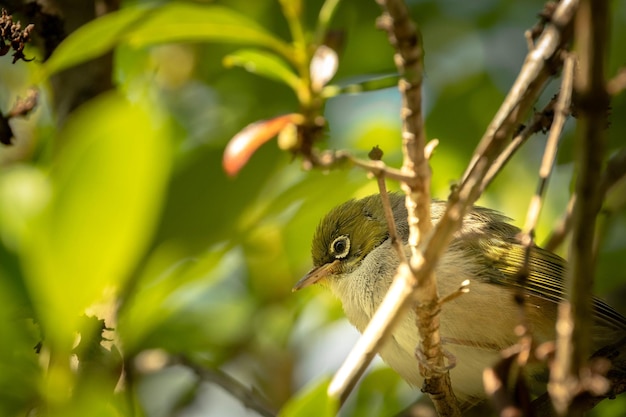 Silvereye or wax-eye tauhou bird perched on a tree branch