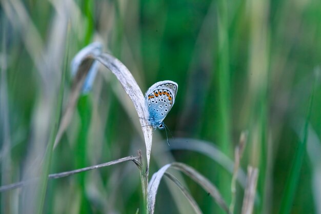 은박이 박힌 푸른색 Plebejus argus 풀밭에 있는 나비