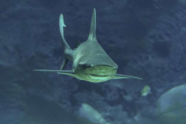 Silvertip shark swimming in deep sea aquarium