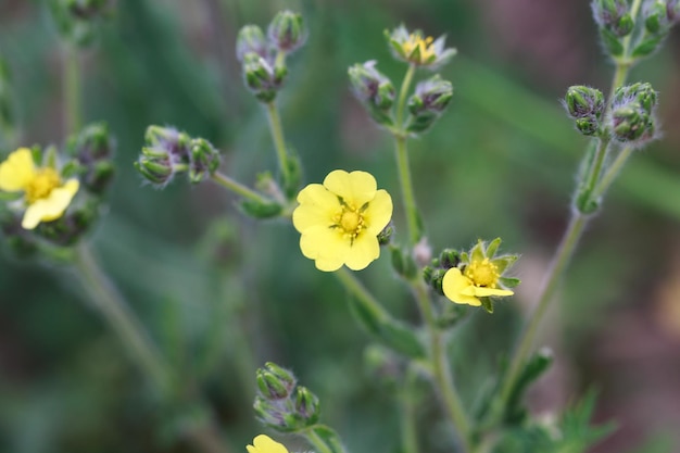 Silvery cinquefoil Potentilla argentea Yellow flowers Perennial herbaceous plant species of the genus Potentilla of the Rosaceae family