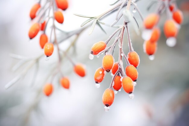 Silvery frost on sea buckthorn berries