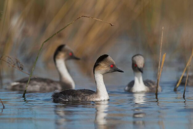 Silvery Grebe in Pampas lagoo environment Patagonia Argentina