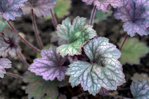 Silvery leaf heuchera with dark red veins in the spring. Gardening, hobbies, perennial flowers, landscaping.