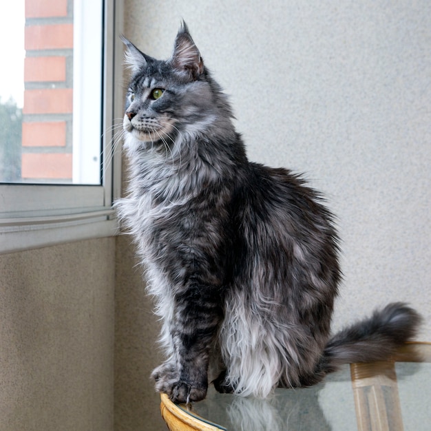 은빛 메인 쿤 고양이가 발코니에 앉아 창 밖을 내다 본다 고양이의 초상화 애완 동물을 돌보는
