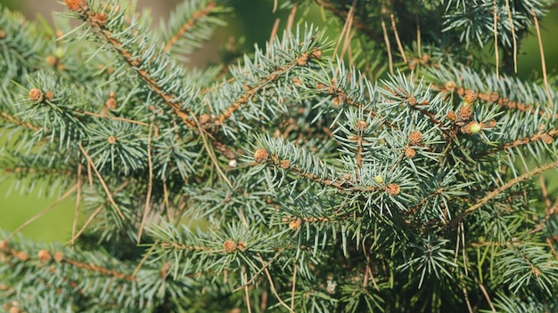 Photo silvery needles of picea pungens nature concept for spring design blue spruce picea pungens pan