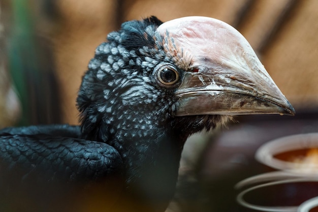 写真 シルバーチークサイチョウ