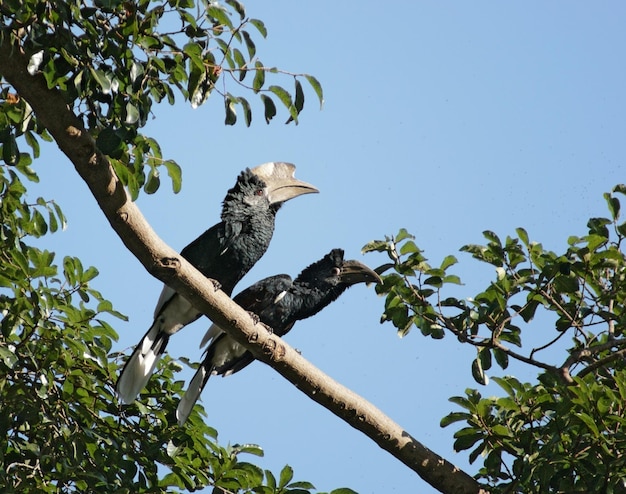 Silverycheeked Hornbills in Afrika