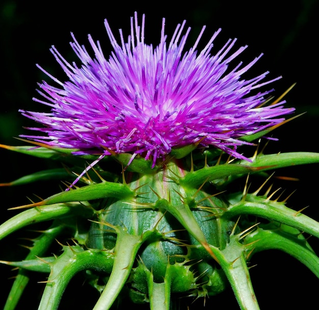 Silybum marianum commonly called milk thistle among many other vernacular names