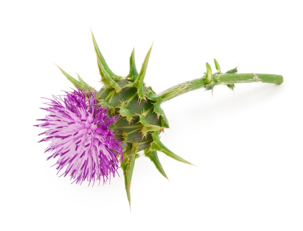 Silybum marianum Mariadistel Medicinale planten