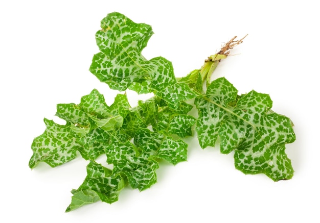 マリアアザミ オオアザミ 薬用植物