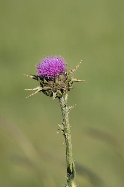 Photo silybum marianum or milk thistle purple flower used in medicine