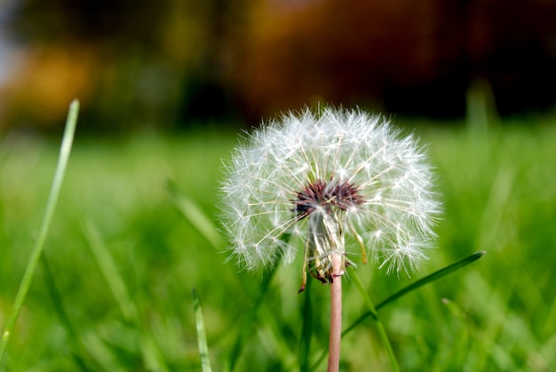 Simeon een parachute in de vorm van een anthodium van een paardenbloem op een achtergrond van een groen gras