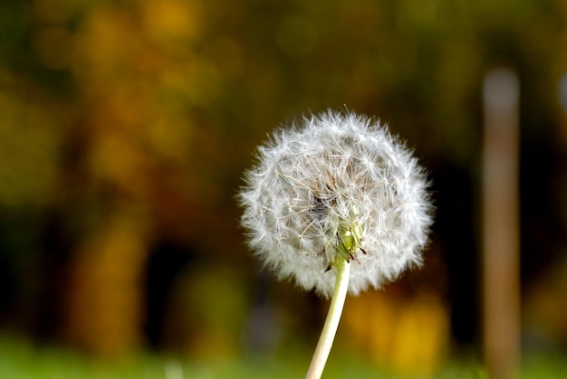 Simeon een parachute in de vorm van een anthodium van een paardenbloem op een achtergrond van een groen gras