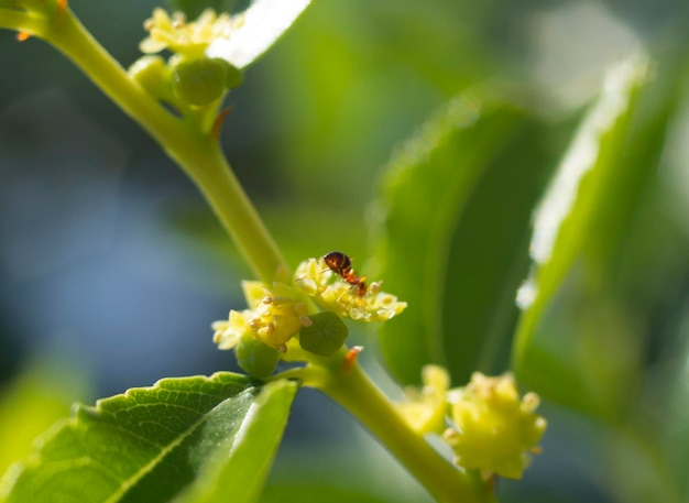 Simmondsia chinensis jojoba bloeide met kleine bloemen aan een boom op een zonnige dag in griekenland