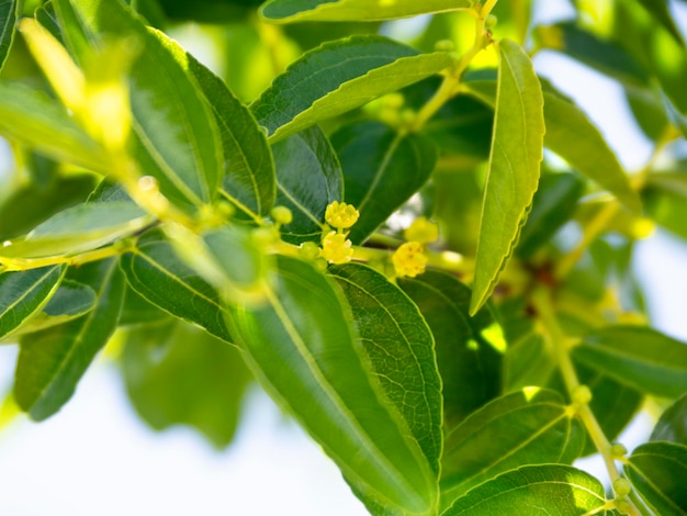 Simmondsia chinensis jojoba bloeide met kleine bloemen aan een boom op een zonnige dag