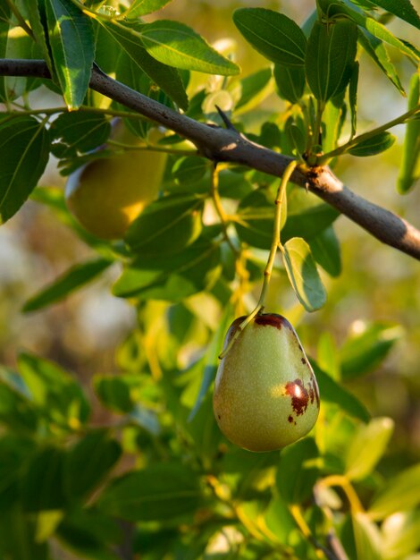 그리스의 화창한 날 나무에 있는 Simmondsia chinensis jojoba 미성숙 필라프