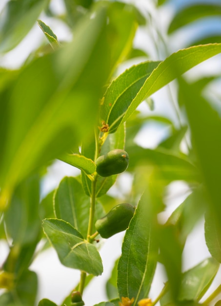 Simmondsia chinensis - 호호바 - 화창한 날 나무에 있는 미숙한 필라프