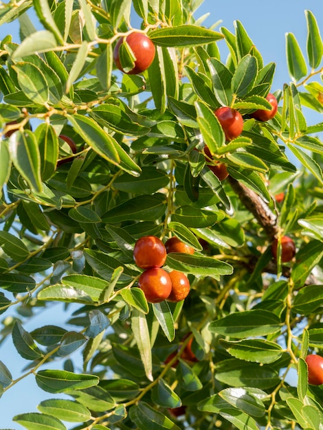 Simmondsia chinensis - ホホバ - 晴れた日に木に未熟なピラフ