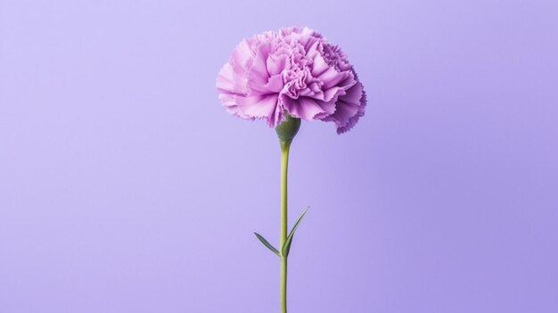 Photo simple carnation mockup