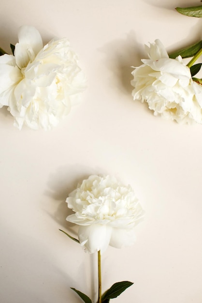 Photo simple flat lay flower background of white peonies over pastel background spring and summer season flowers