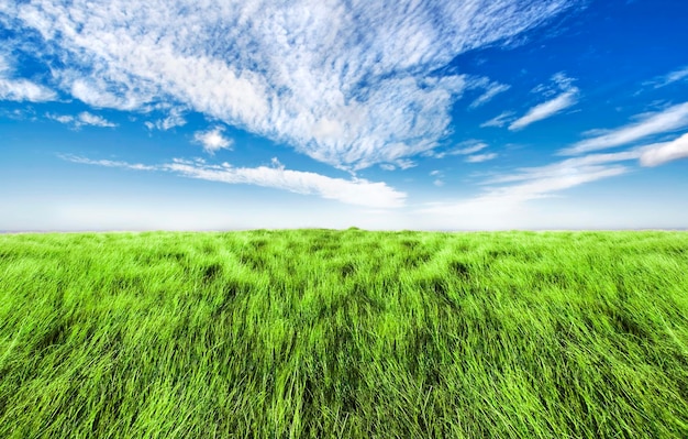 Simple high grass horizon