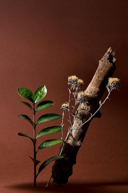 A simple and minimalist composition with dry flowers a dry branch and a fresh green branch of Zamioculcas on a brown background Abstract nature scene