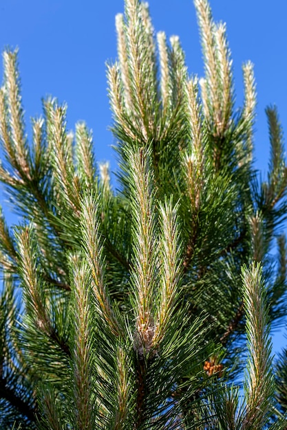 Simple pine trees growing in the forest in the summer