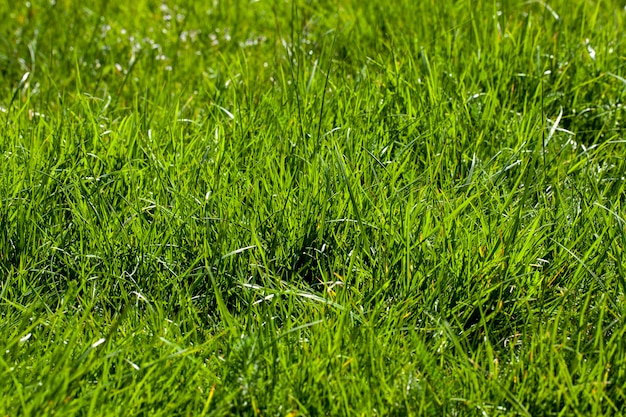 夏の野原にある単純な無地の草の雑草