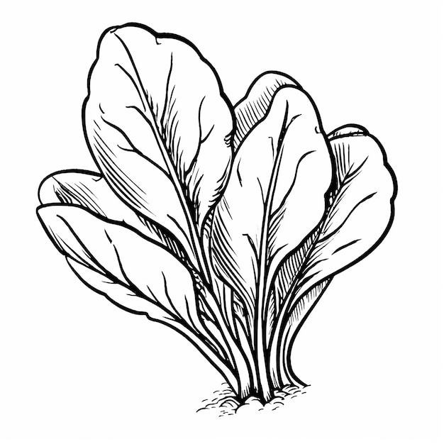 simple Spinach coloring page for kids