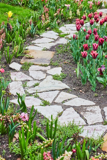 Simple stone path through tulip gardens in spring with pink and purple flowers