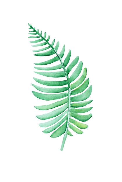 Simple watercolor green fern