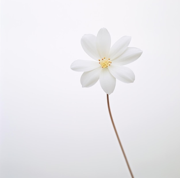 Photo a simple white flower is isolated