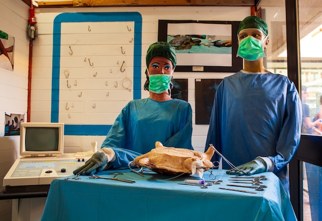 Simulation with dummies of a tortoise surgery