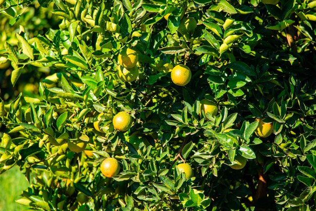 Sinaasappel aan de boom, fruitplantage.