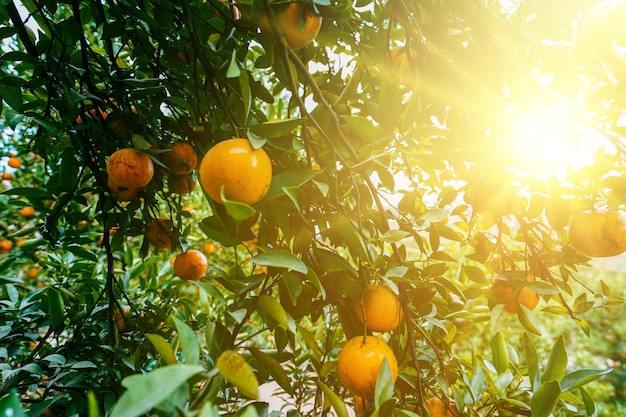 sinaasappelbomen in de tuin