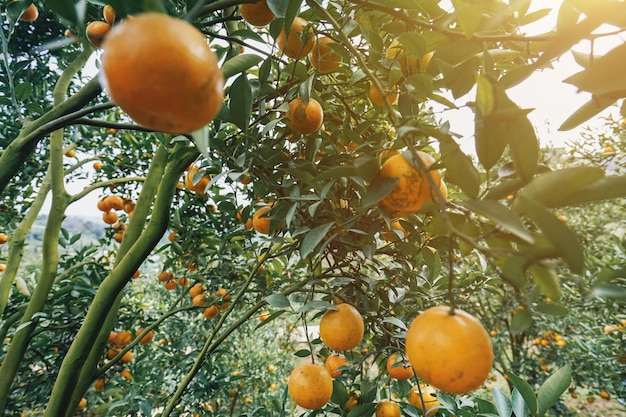 sinaasappelbomen in de tuin