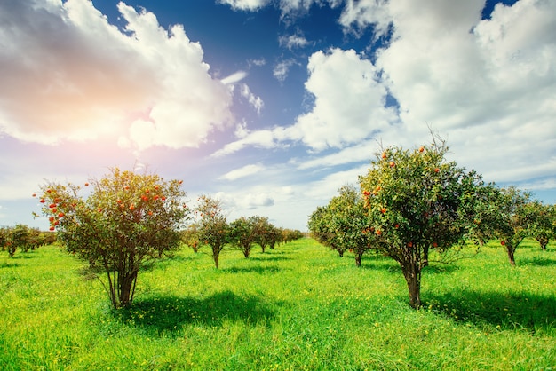 Sinaasappelbomen plantages. sicilië italië europa