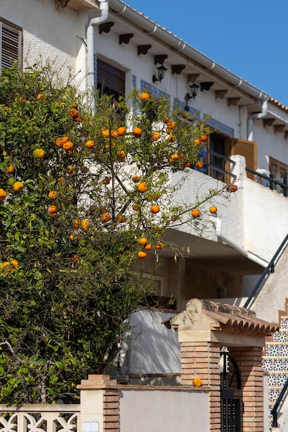 Sinaasappelboom bij de villa in de stad